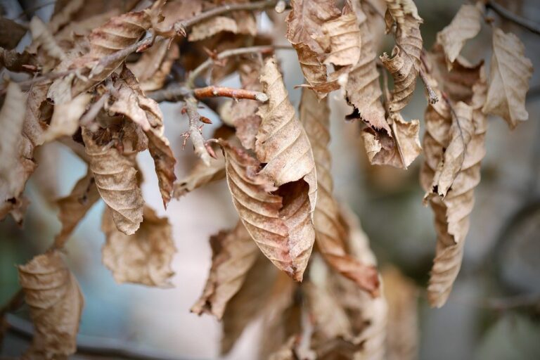 میں مستقبل تو نہیں