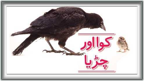 کوا اور چڑیا